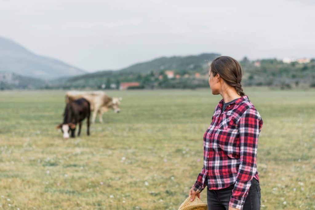 Farmer watching cows in a pasture