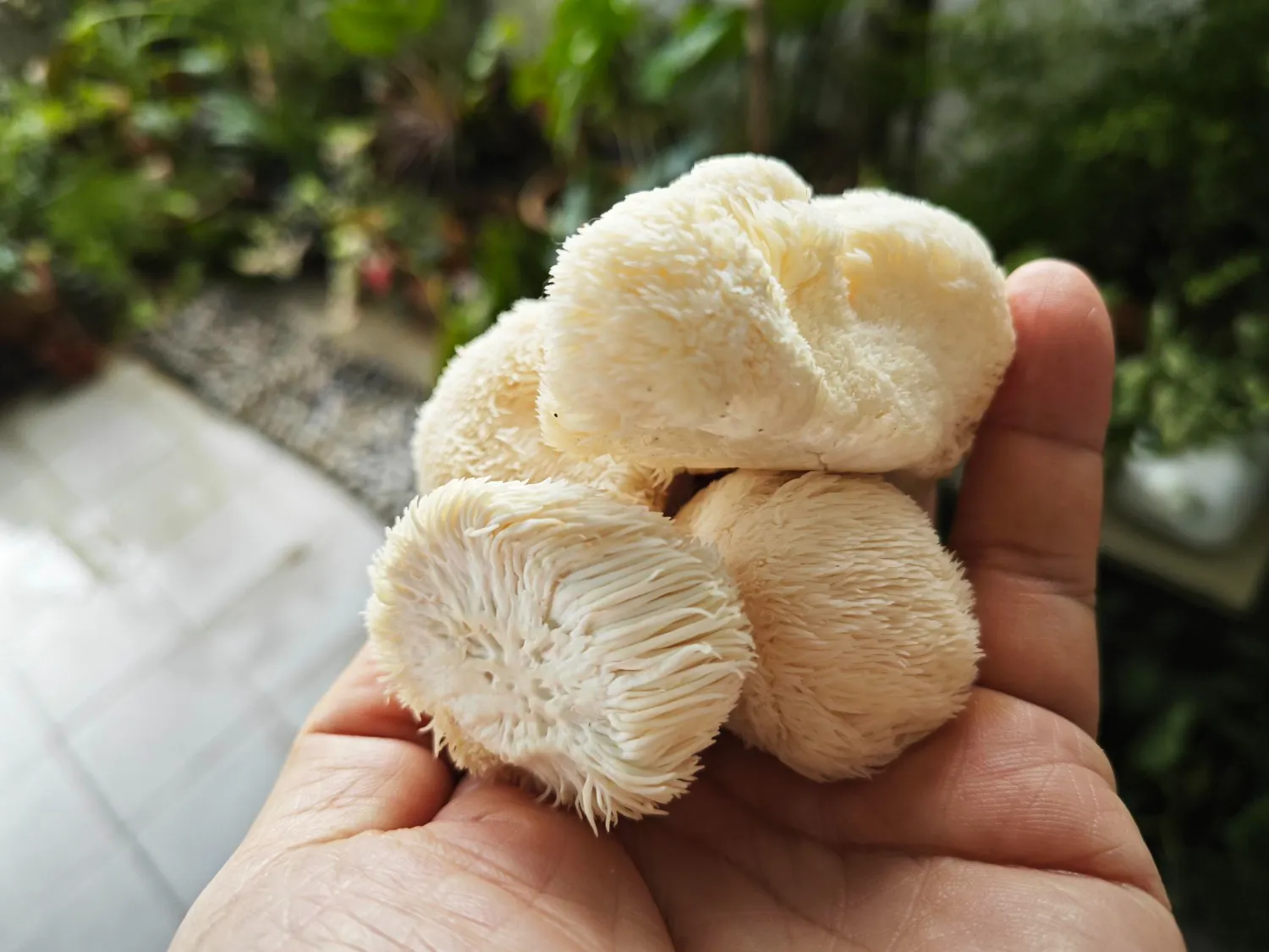 Lion's Mane Mushroom