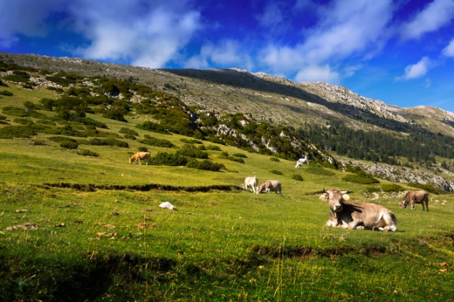 Grass-fed cows grazing in a pristine New Zealand mountain pasture under clear blue skies.