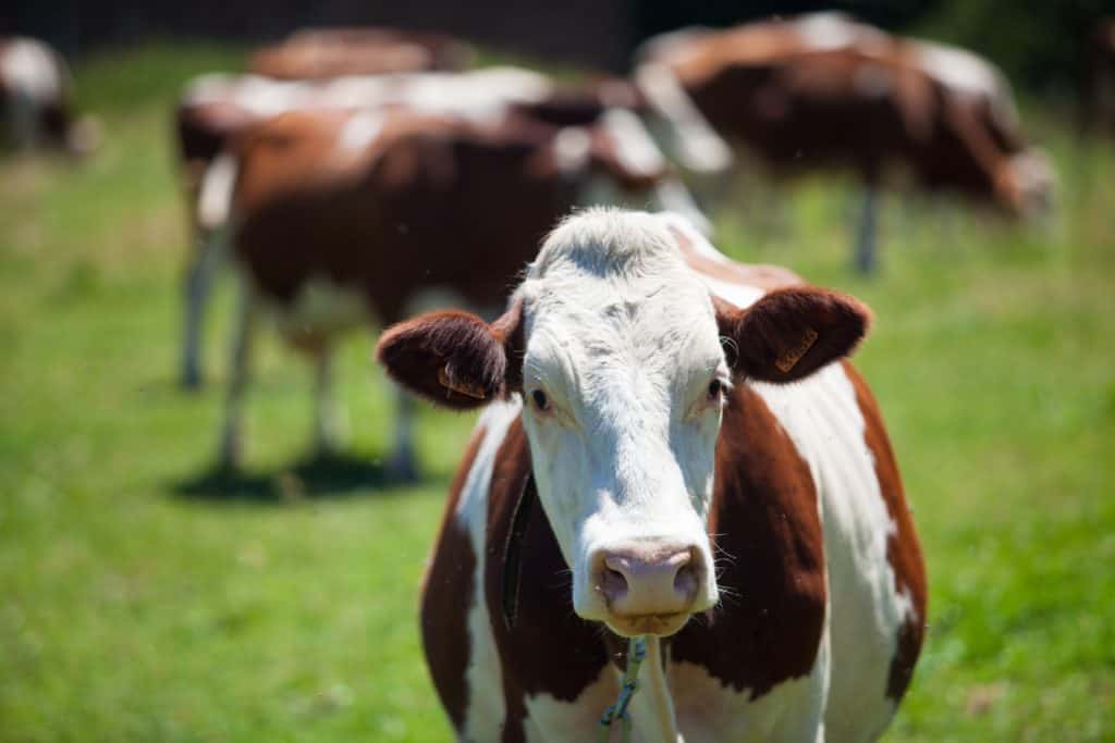 Cow in a pasture