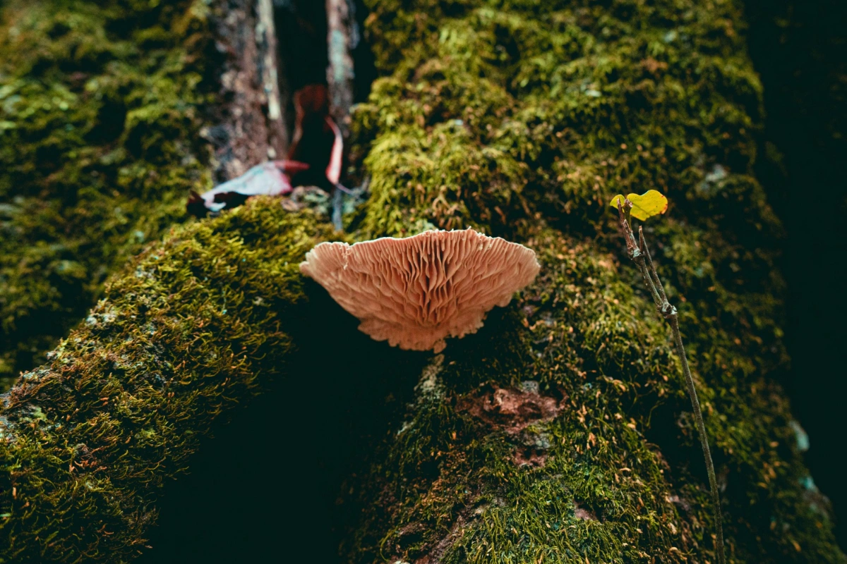 Lions mane & Cordyceps