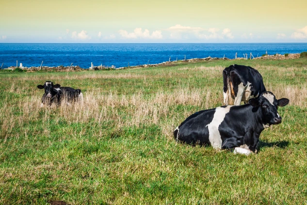 Grass-fed cows grazing in a pristine New Zealand mountain pasture under clear blue skies.