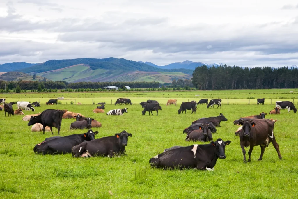 Cattle farm in New Zealand Grass Fed Cows