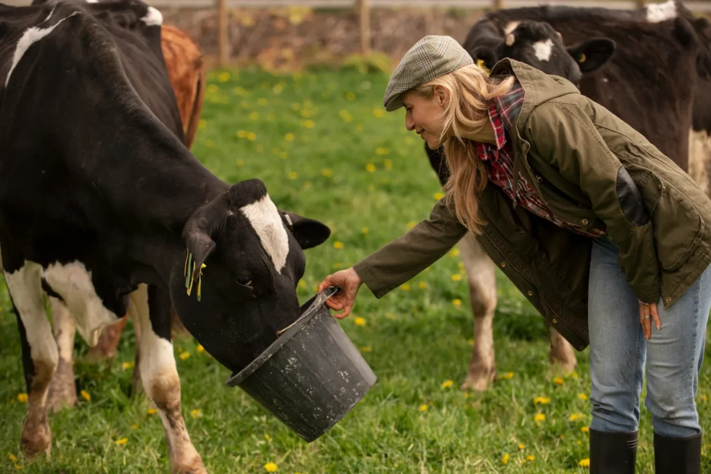 Feeding Cow Organic Innovations