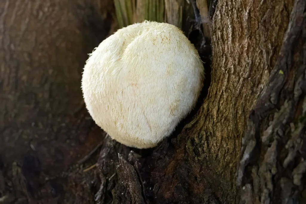 Lions Mane Mushroom 