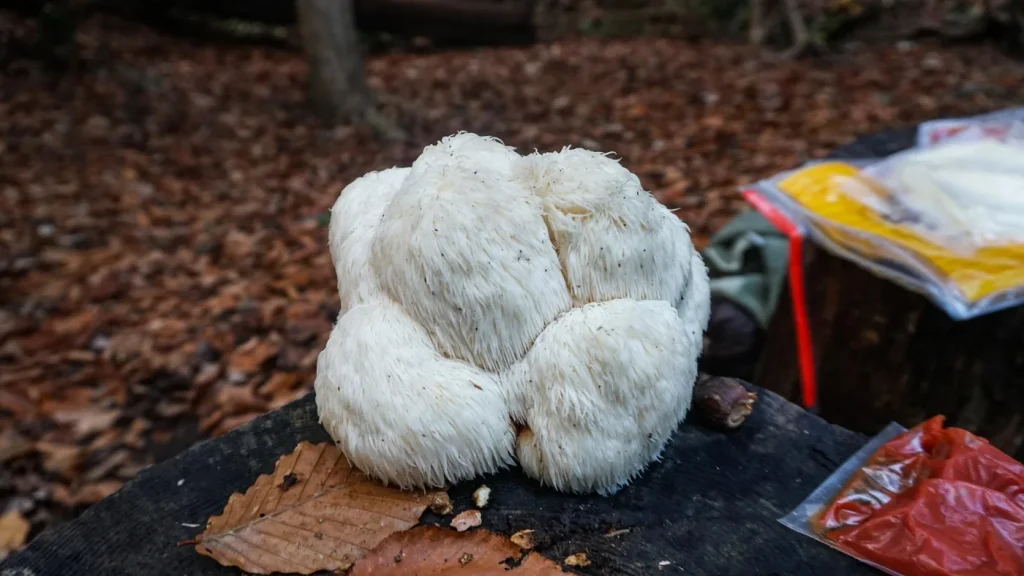 Lions Mane Mushrooms for ADHD Support 2