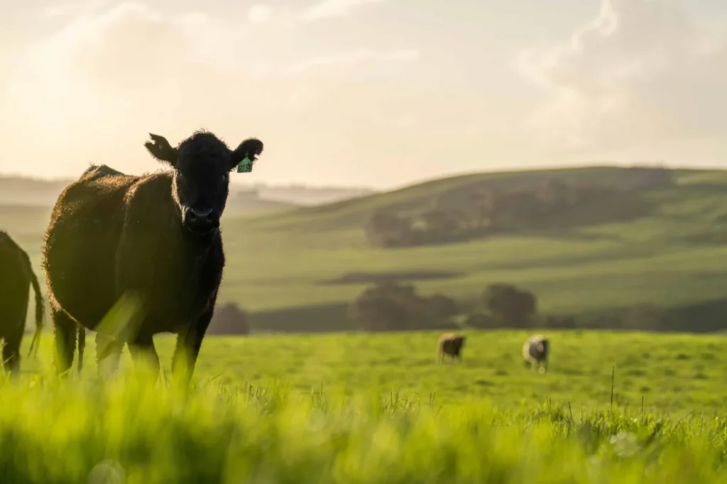 Cow eating Grass, Grass Fed Cow in New Zealand