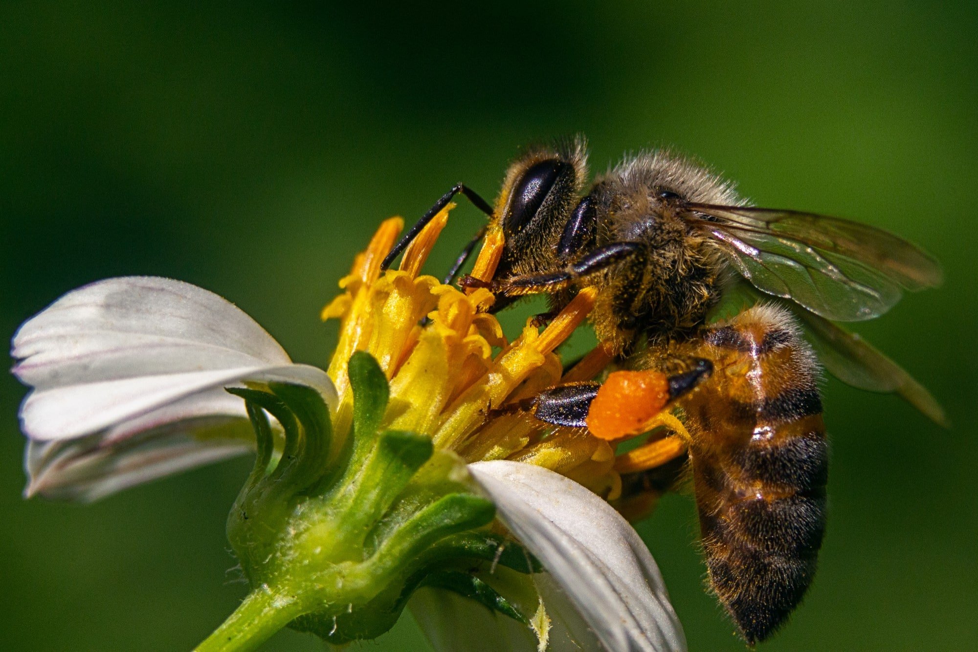 The Importance of Bee's for our planet 4
