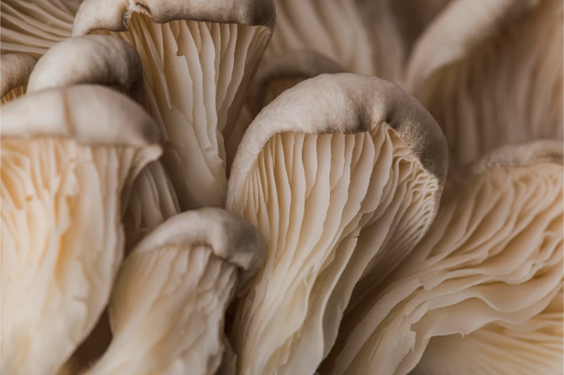 Fresh Lions Mane Mushroom