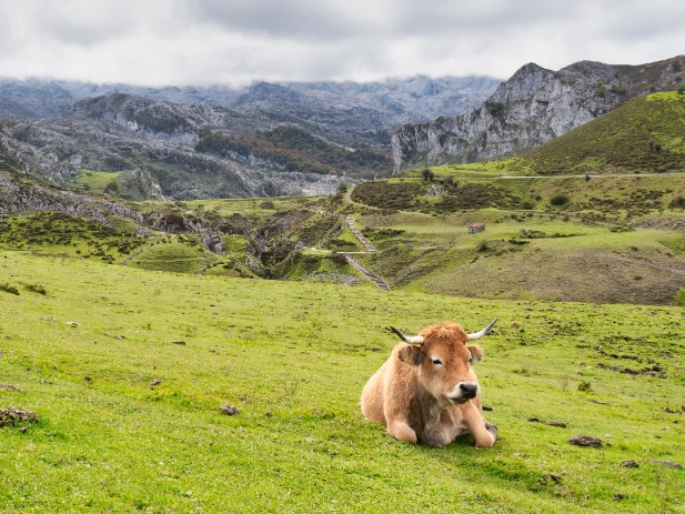 Grass-fed dairy cow resting peacefully in lush green New Zealand pasture with dramatic Southern Alps mountains and cloudy sky in background