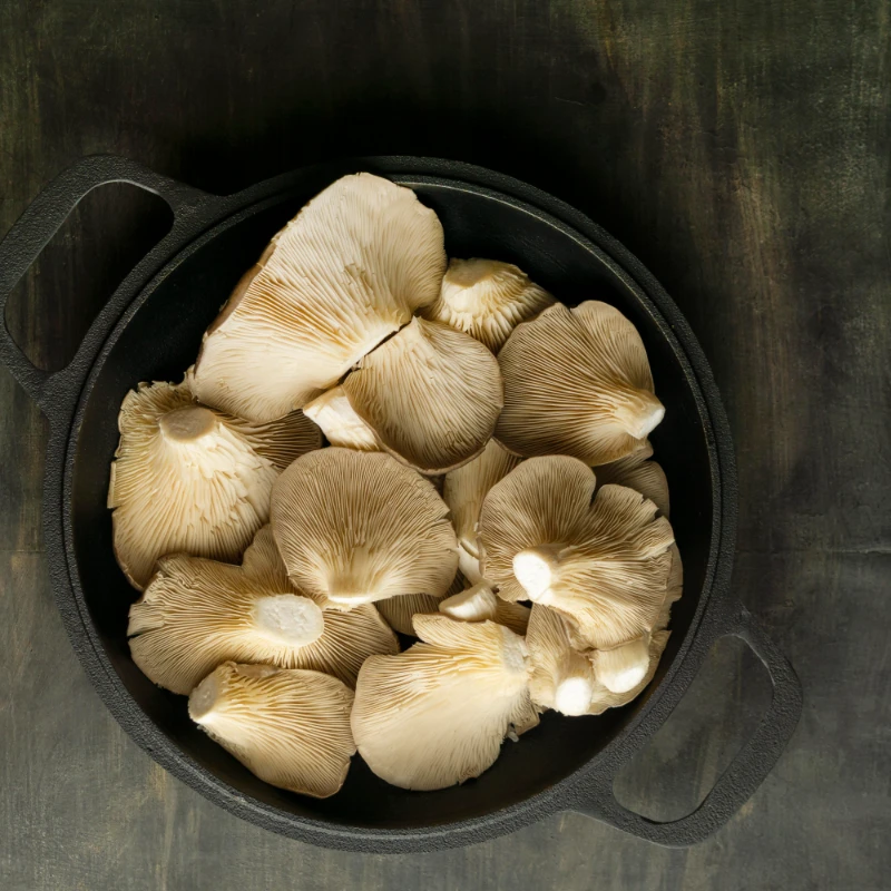 Lions Mane Mushroom in a pot