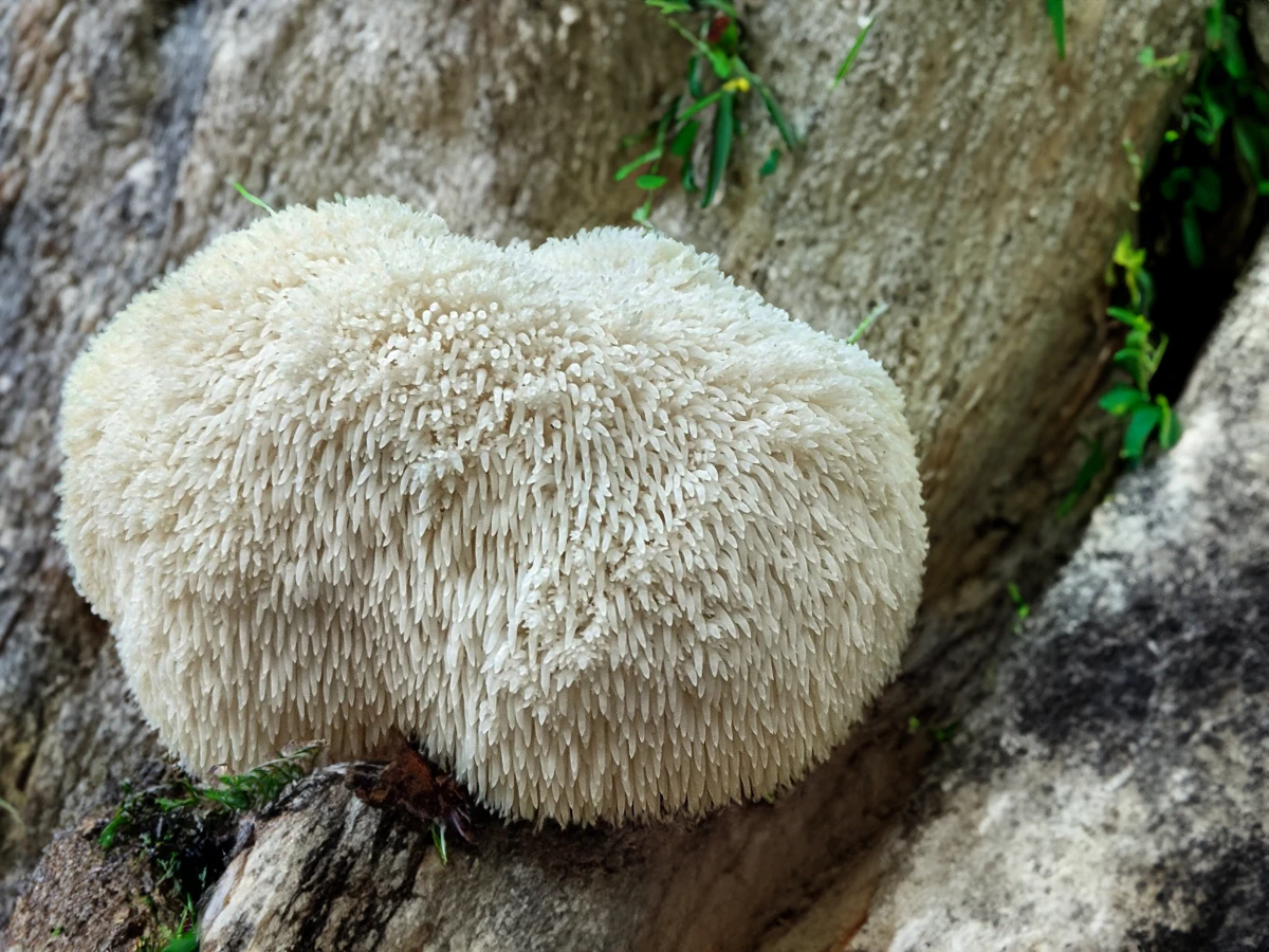 Lion's mane mushroom growing on a tree, its unique texture prominently displayed.