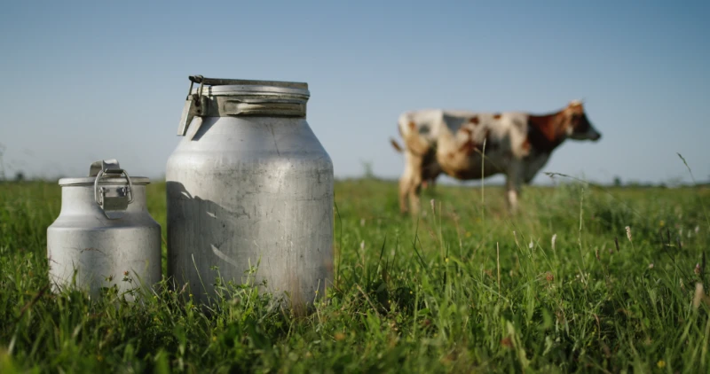 Metal milk canisters sitting in a green pasture with a grass-fed dairy cow grazing in the background.