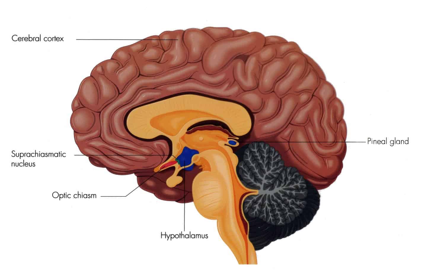 the-spiritual-importance-of-the-pineal-gland-organic-innovation